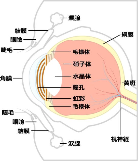 抜けたまつ毛は眼球のどこへ行くか 美プロplus